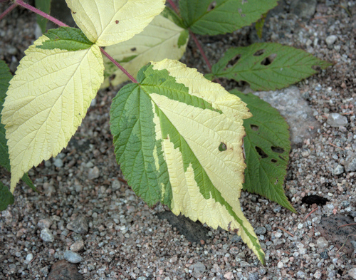 Rubus idaeus — leaf photograph