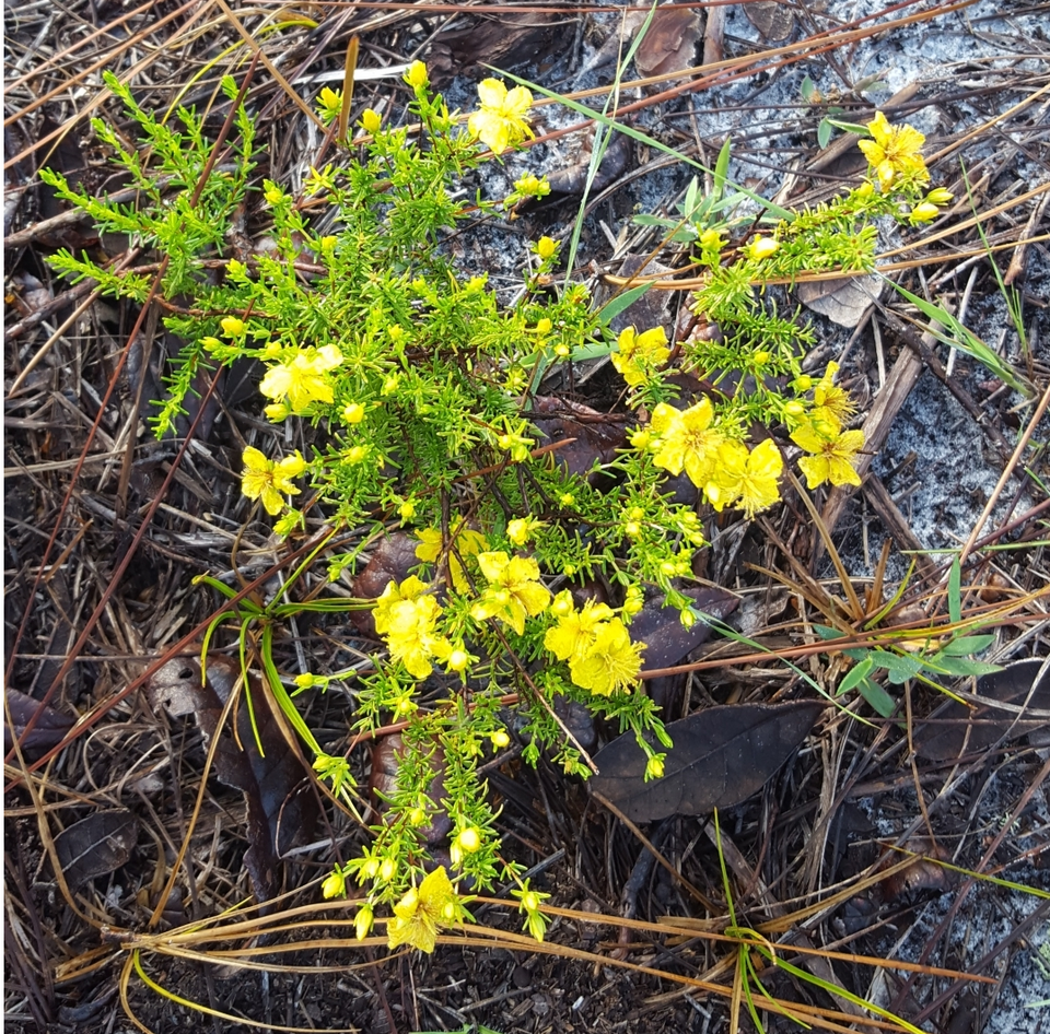 Hypericum tenuifolium — bloom photograph