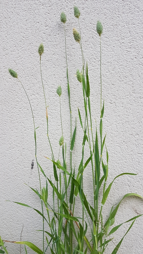 Phalaris canariensis — whole photograph