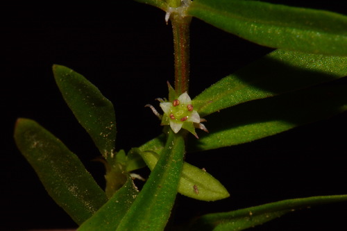 Oldenlandia boscii — flower photograph