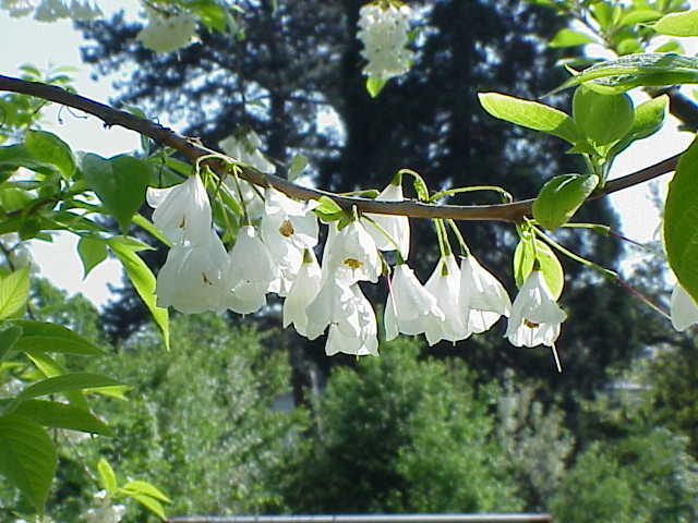 Halesia carolina — flower photograph