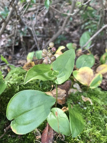 Maianthemum canadense — fruit photograph