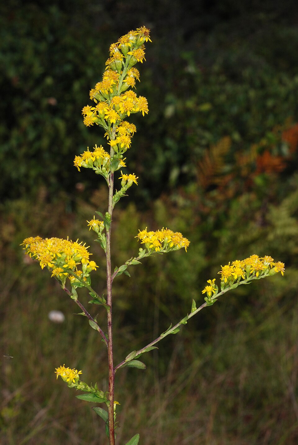 Solidago patula — bloom photograph