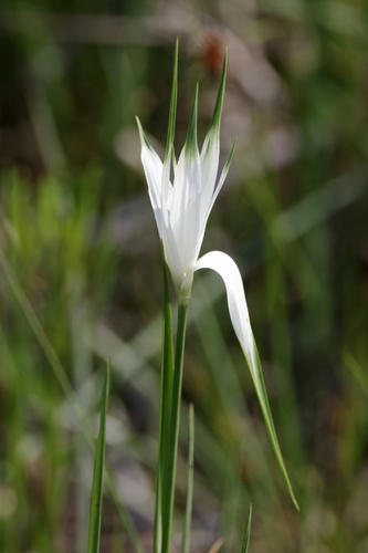 Rhynchospora latifolia — fruit photograph