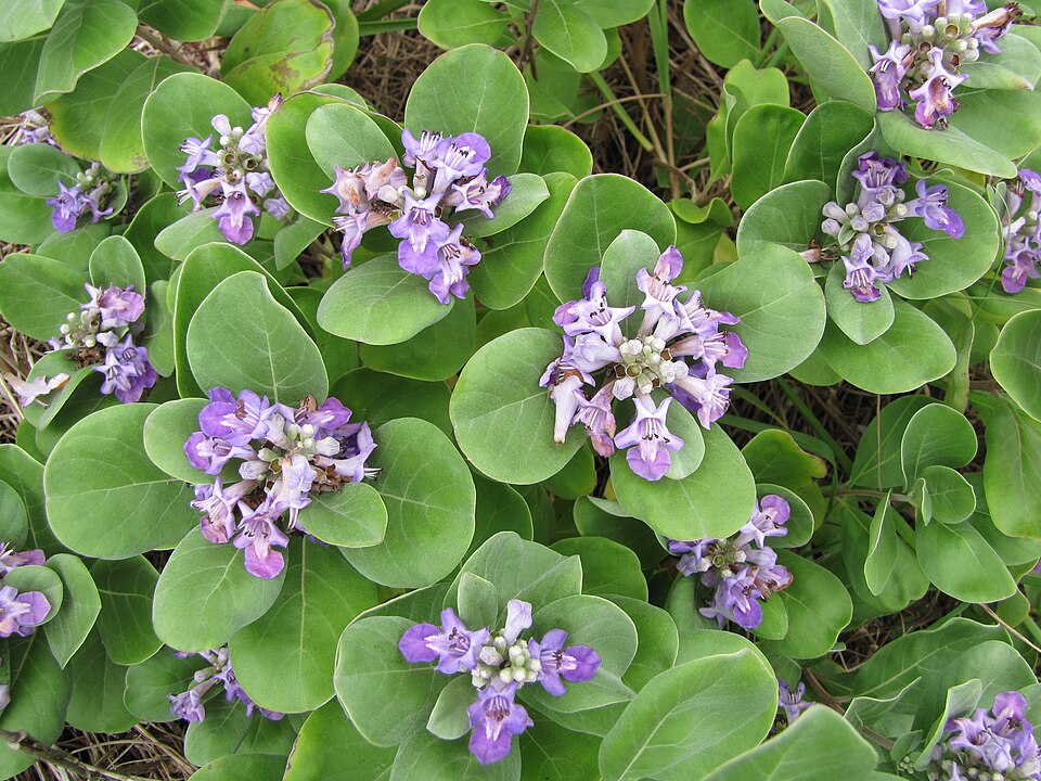 Vitex rotundifolia — flower photograph