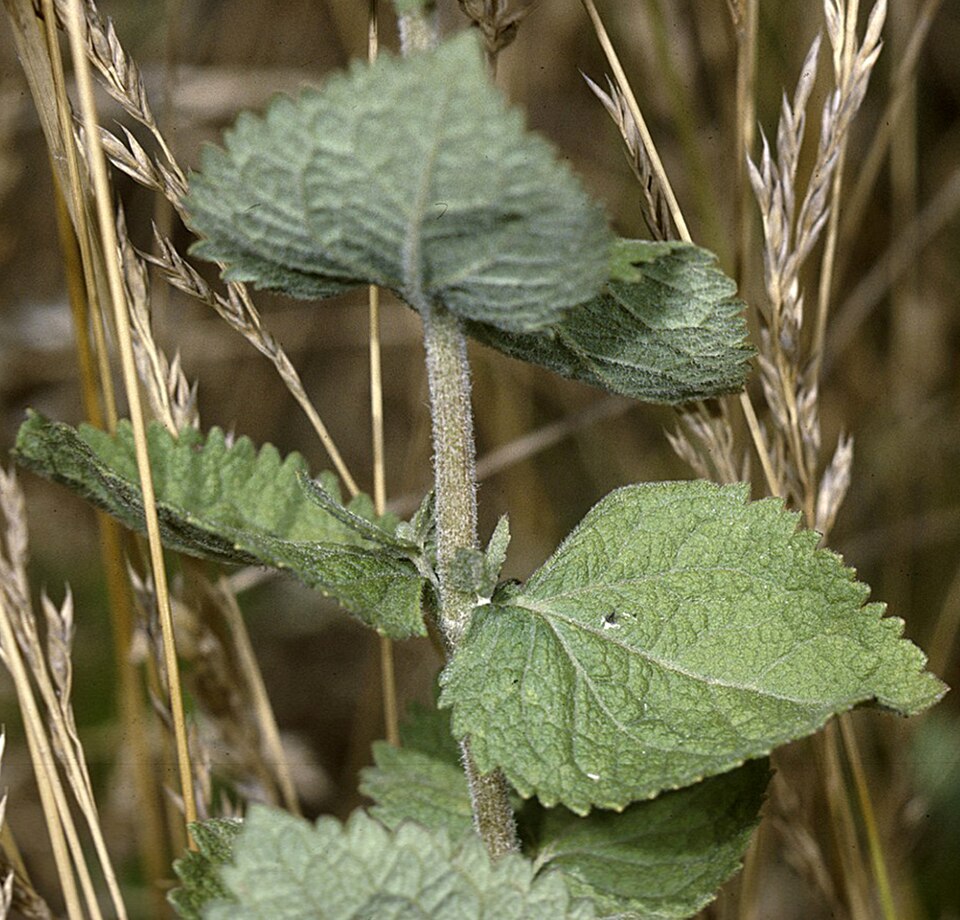 Eupatorium rotundifolium — foliage photograph