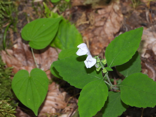 Scutellaria pseudoserrata — flower photograph
