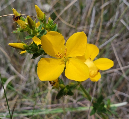 Rhexia lutea — flower photograph