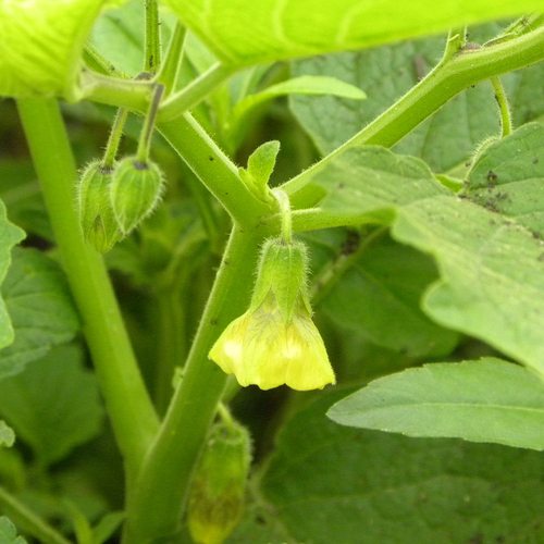 Physalis heterophylla — flower photograph