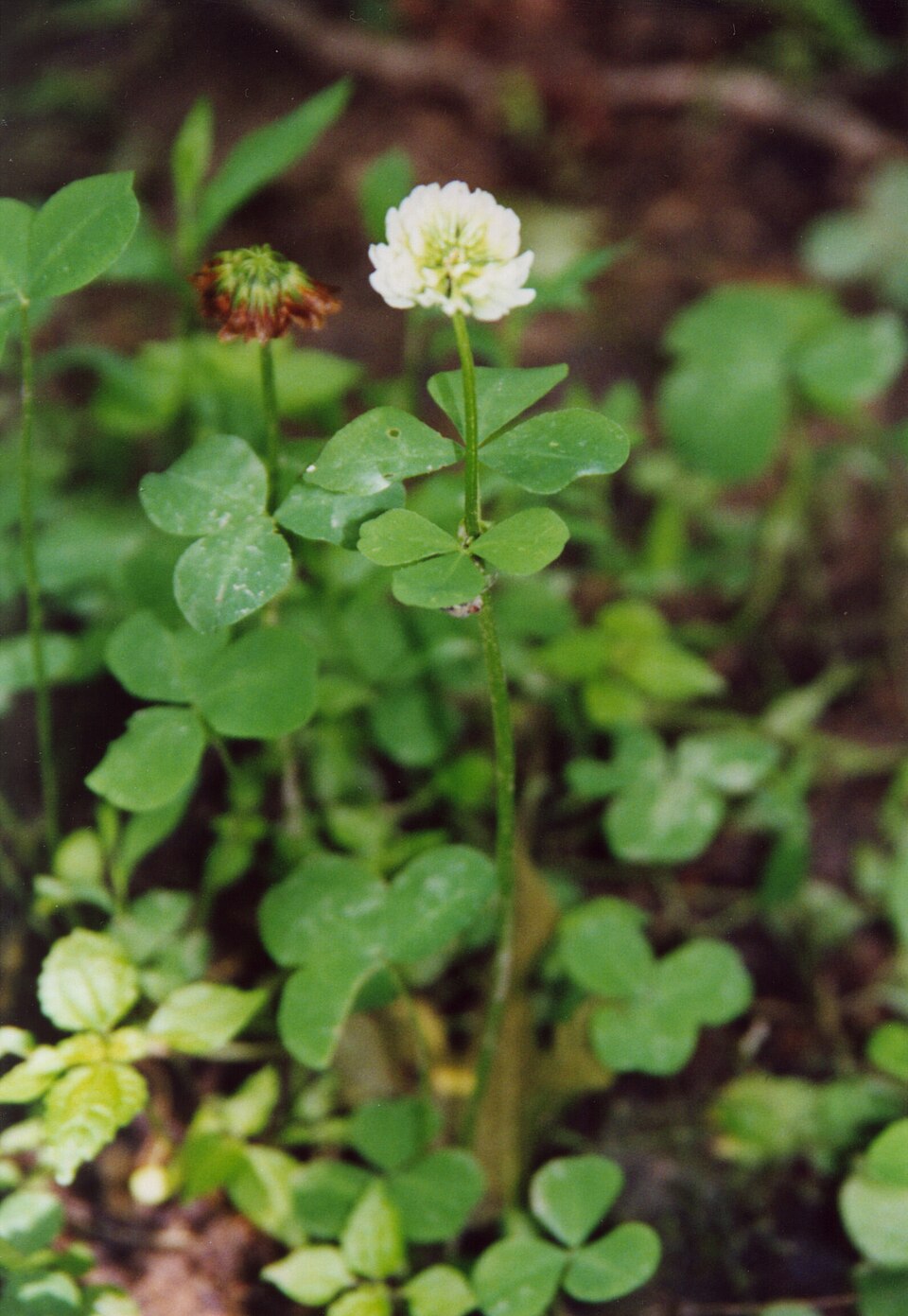 Trifolium stoloniferum — flower photograph