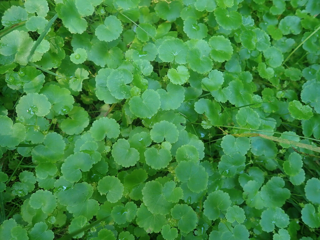 Hydrocotyle americana — foliage photograph