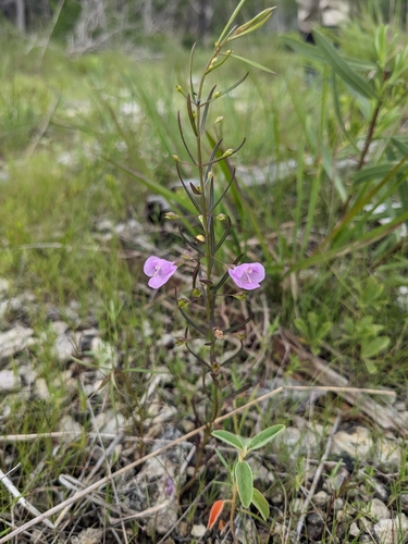 Agalinis tenuifolia — whole plant photograph