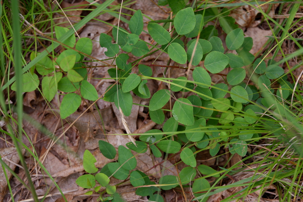Desmodium marilandicum — foliage photograph