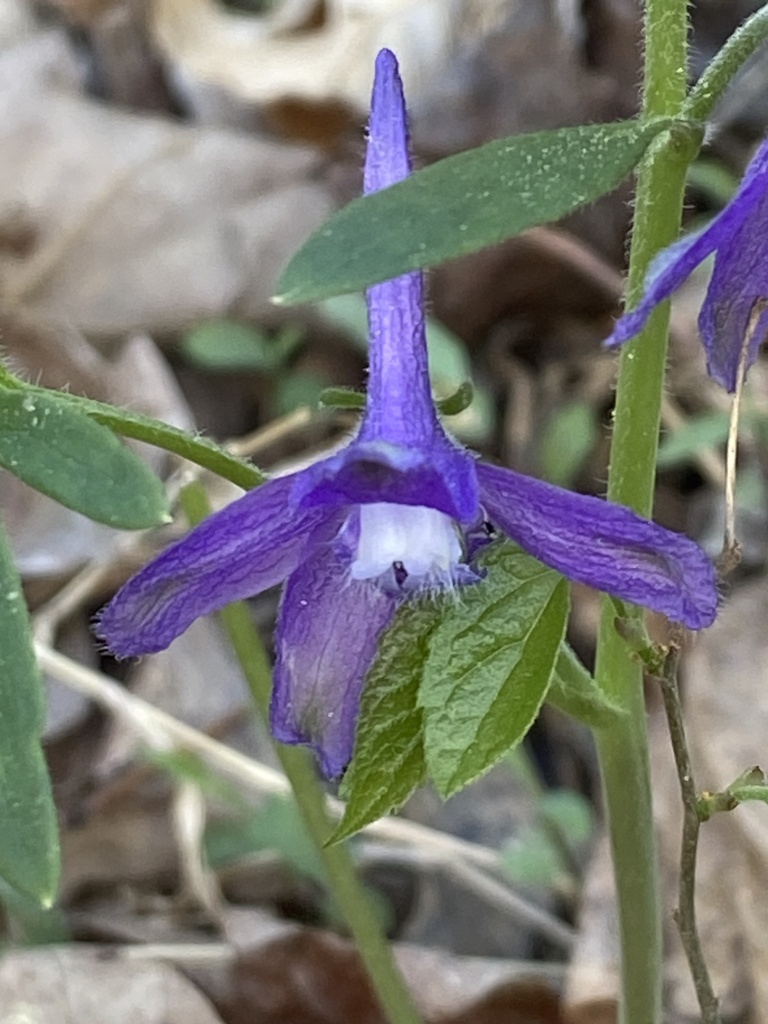 Delphinium tricorne — bloom photograph