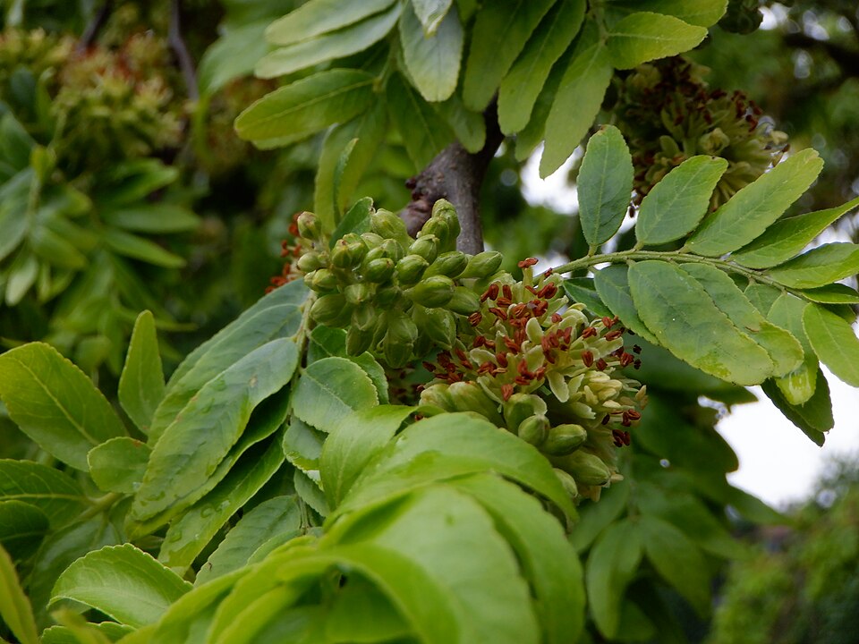 Gleditsia triacanthos — bloom photograph