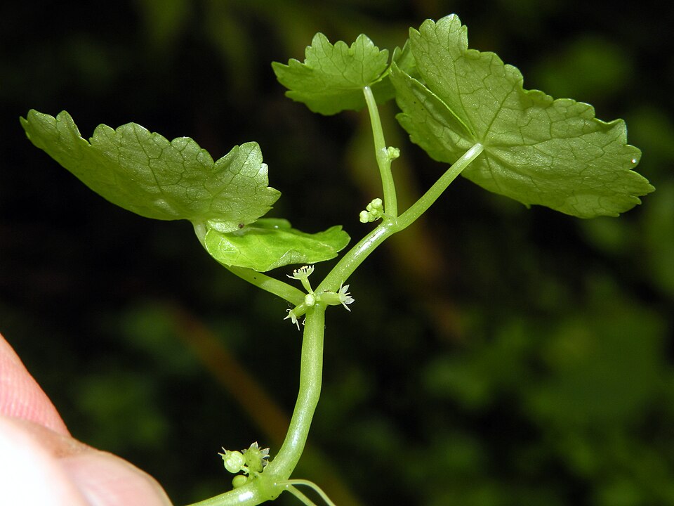 Hydrocotyle americana — bloom photograph