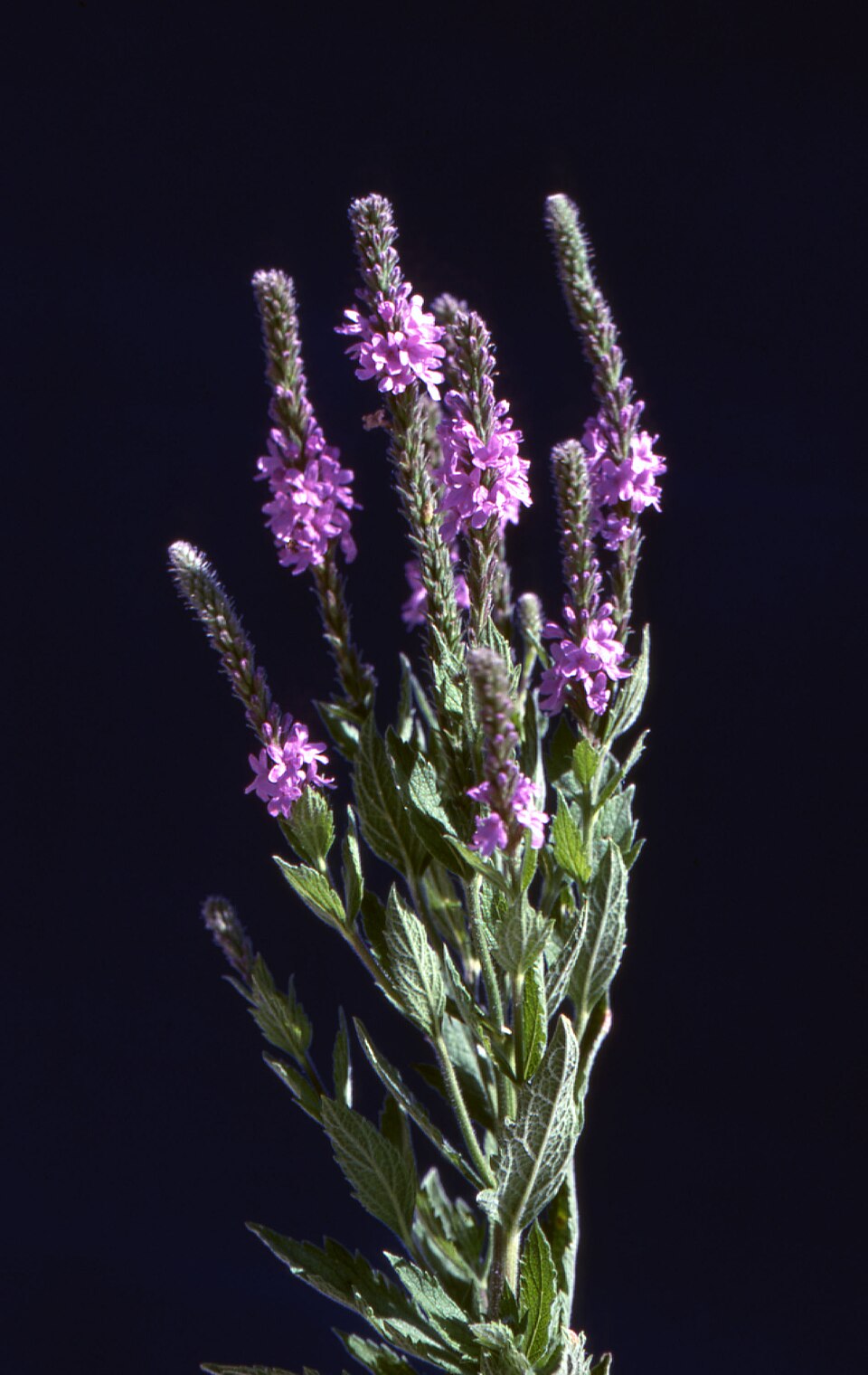Verbena stricta — flower photograph