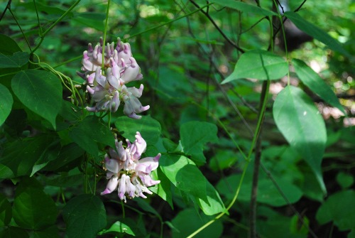 Apios priceana — bloom photograph