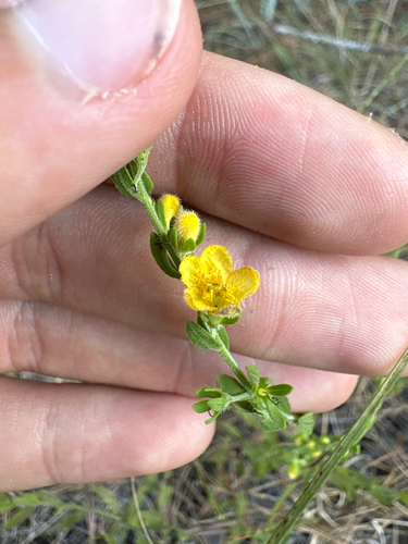 Seymeria pectinata — flower photograph