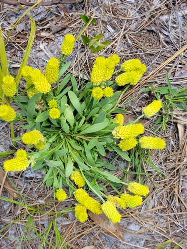 Senega nana — whole photograph