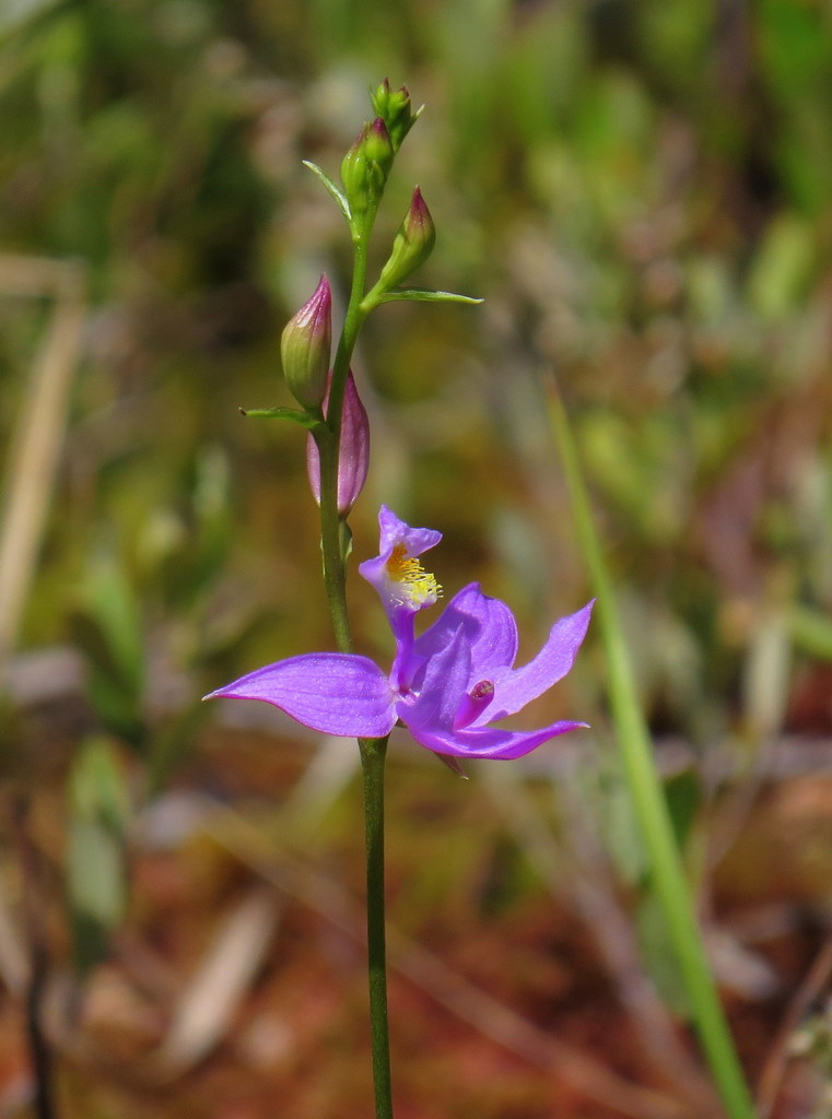 Calopogon tuberosus — bloom photograph