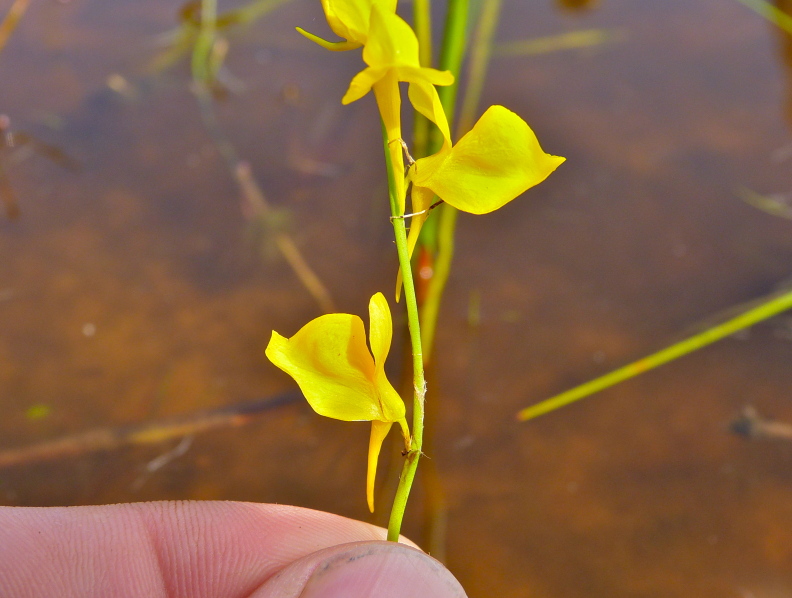 Utricularia cornuta — bloom photograph