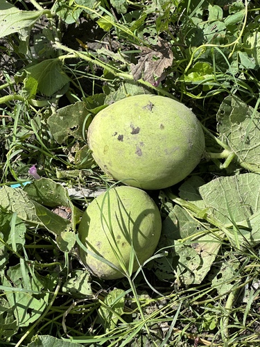 Cucumis melo — fruit photograph
