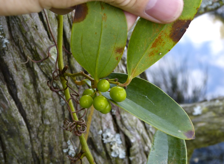 Smilax laurifolia — fruit photograph