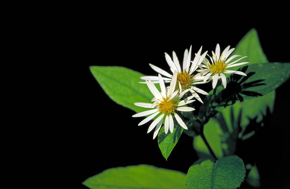 Eurybia saxicastellii — flower photograph