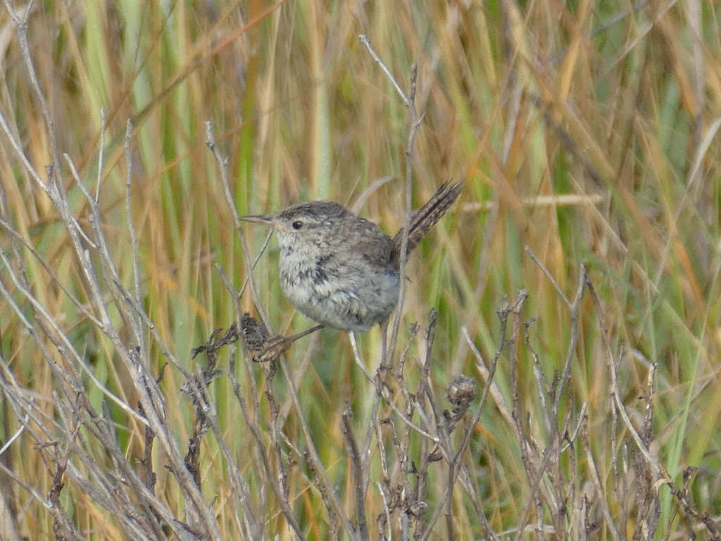Male Marsh Wren, whole bird