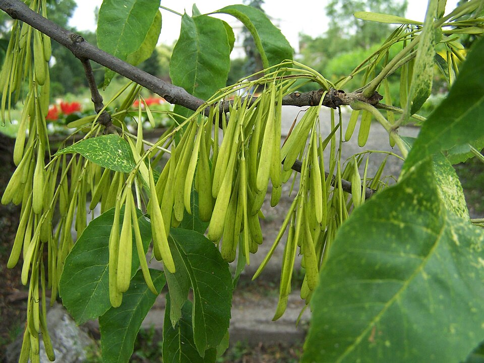 Fraxinus pennsylvanica — fruit photograph