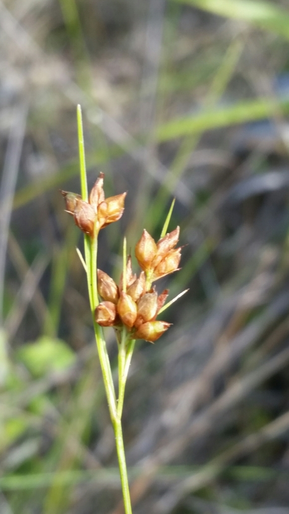 Rhynchospora grayi — fruit photograph