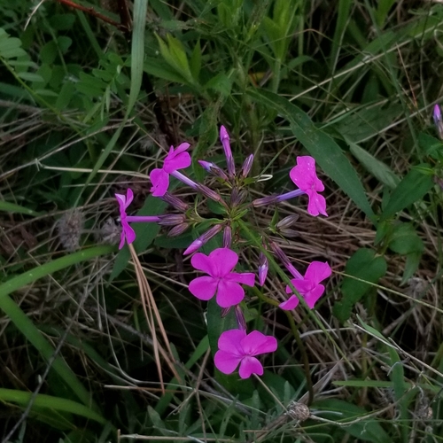 Phlox ovata — whole photograph