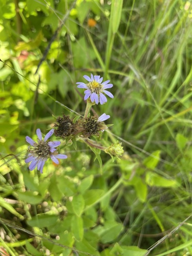 Eurybia paludosa — flower photograph