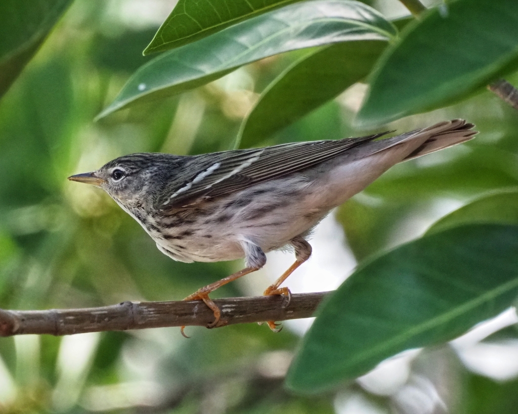 Female Blackpoll Warbler, whole bird