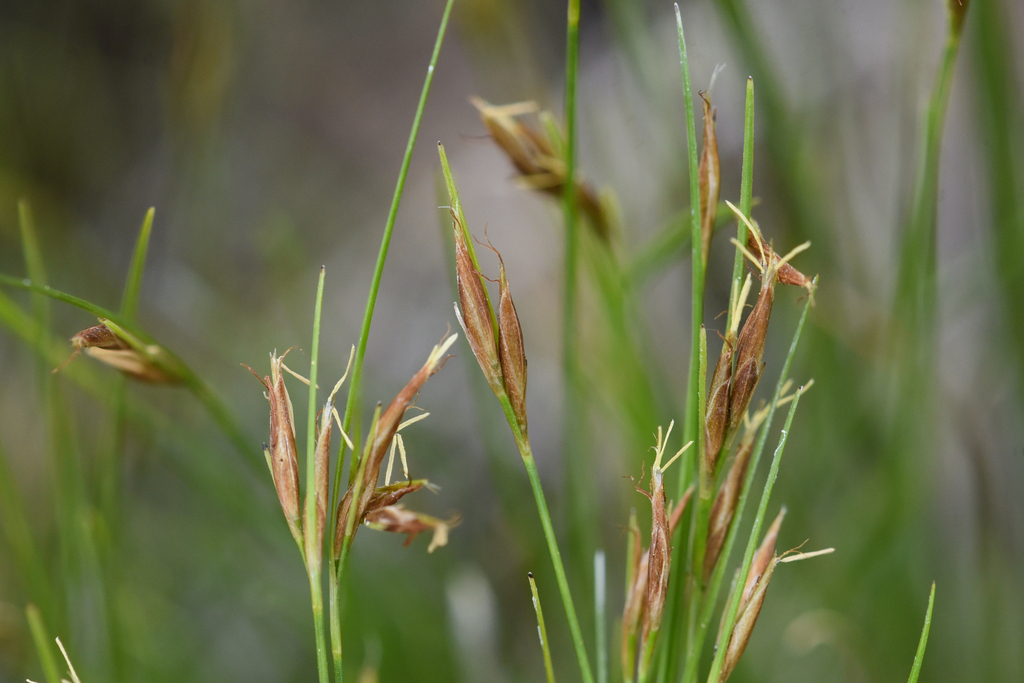 Rhynchospora capillacea — fruit photograph