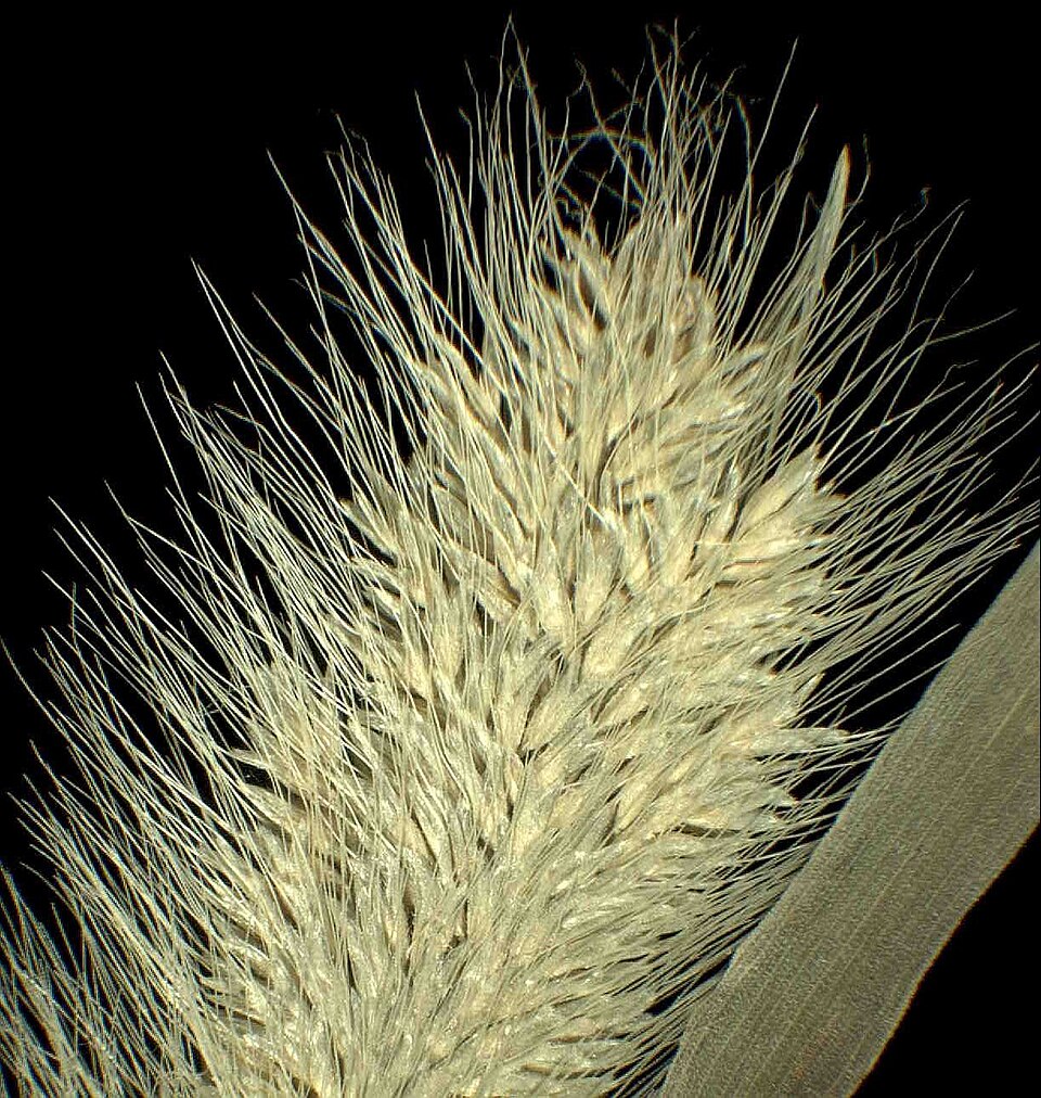 Polypogon monspeliensis — flower photograph