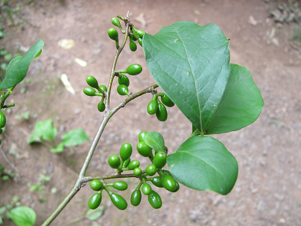 Northern Spicebush