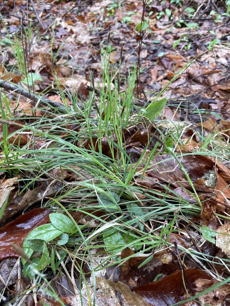 Carex purpurifera — whole photograph