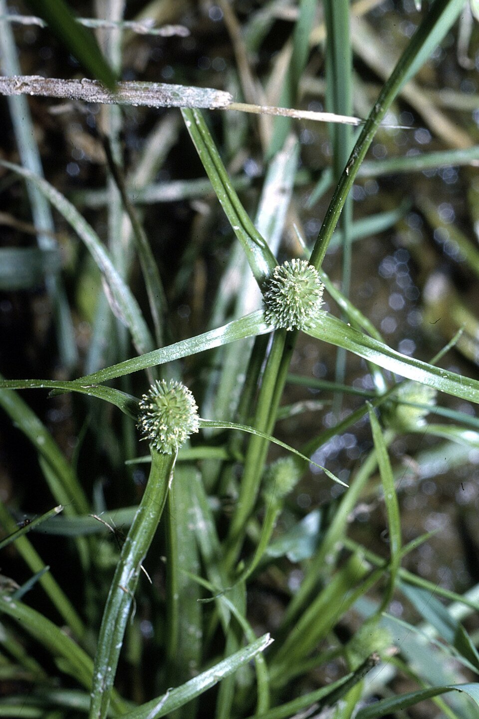 Cyperus hortensis — bloom photograph