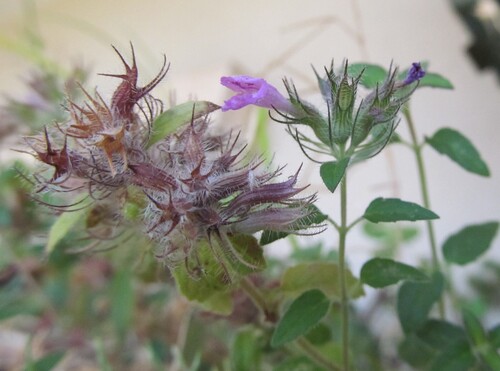Clinopodium vulgare — flower photograph