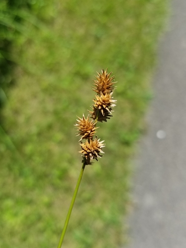 Carex brevior photograph