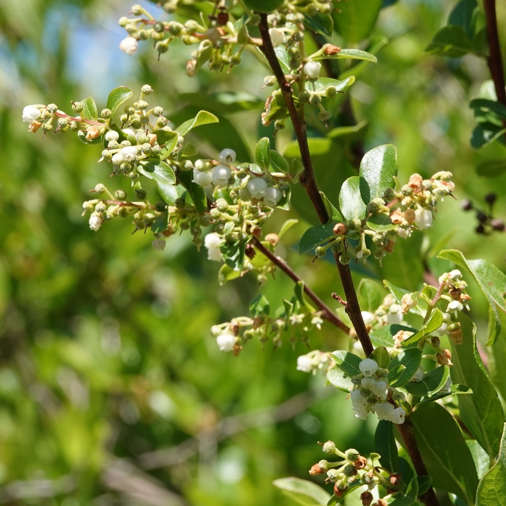 Lyonia ligustrina var. foliosiflora — bloom photograph