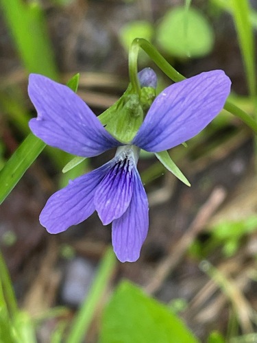Viola cucullata photograph