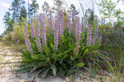Lupinus villosus — whole plant photograph