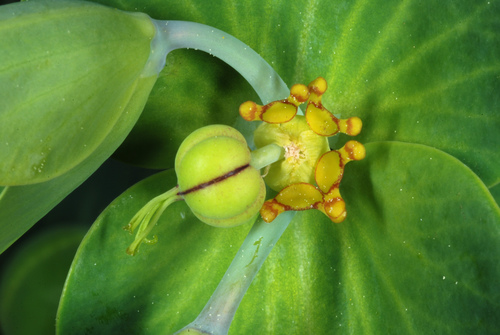 Euphorbia lathyris — fruit photograph