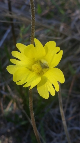 Pinguicula lutea — flower photograph