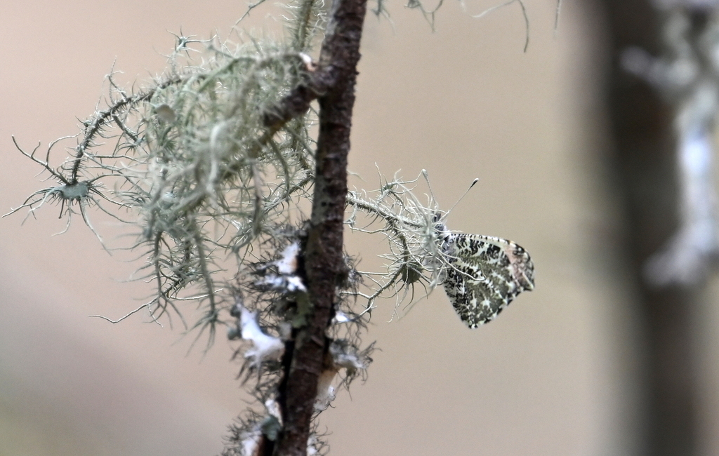 Falcate Orangetip