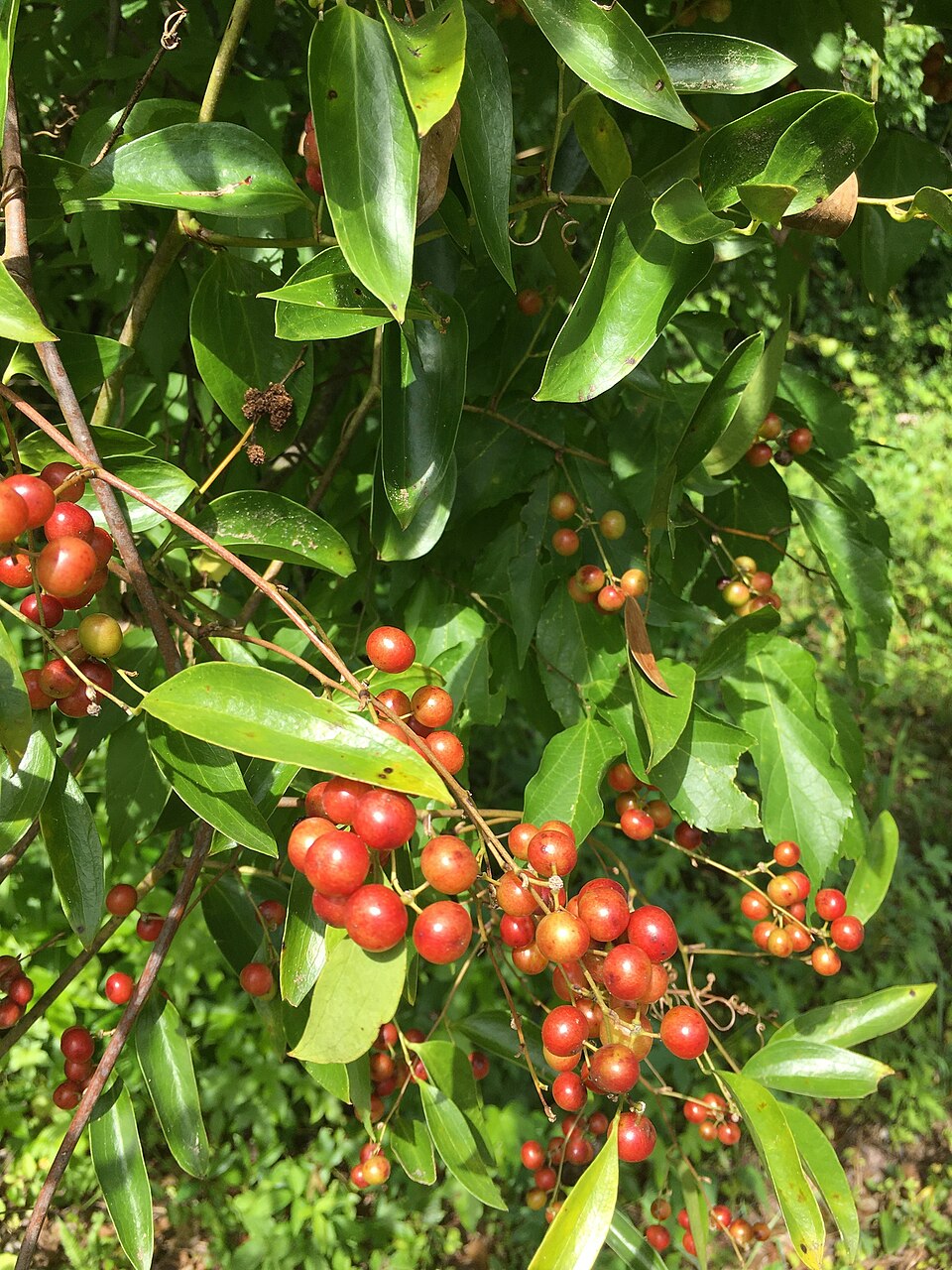 Smilax smallii — fruit photograph