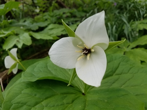 Trillium simile — flower photograph